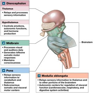 Brainstem and diencephalon structure and function