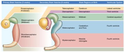 Embryonic development of the brain and ventricles