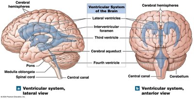 Ventricular system of the brain
