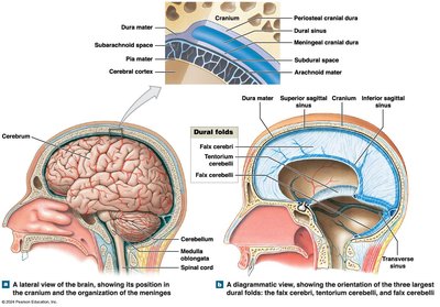 Cranial meninges and dural folds