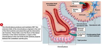 Choroid plexus and CSF production