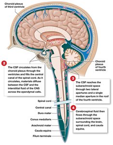CSF circulation through the brain and spinal cord