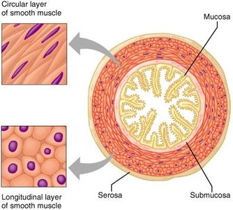 Smooth muscle layers in organ wall