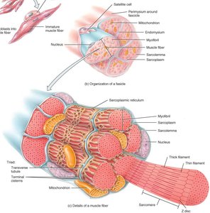Muscle fiber cross-section showing sarcolemma and myofibrils
