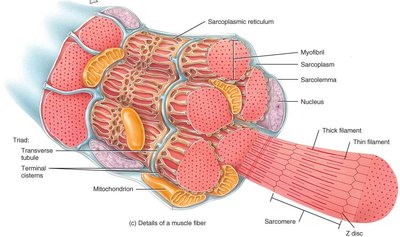 Sarcoplasmic reticulum and T tubules in muscle fiber