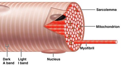 Arrangement of actin and myosin in skeletal muscle