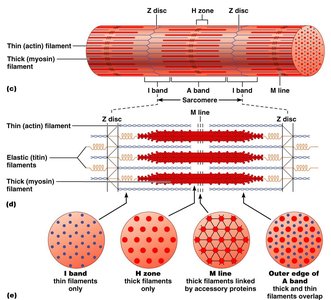 Sarcomere and myofilament arrangement