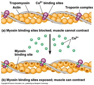 Myosin binding sites exposed by Ca2+