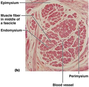 Histological section showing connective tissue layers in muscle