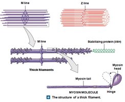 Structure of a thick filament