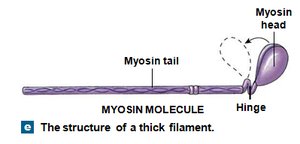 Mechanism for sliding filaments