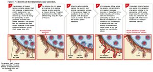 Events at the neuromuscular junction