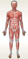 Anterior view of the muscular system