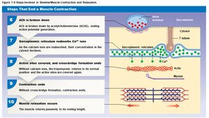 Steps that end a muscle contraction