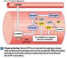 Muscle metabolism at peak activity