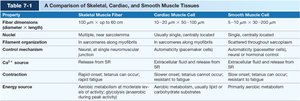 Comparison table of muscle tissue types