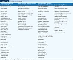 Muscle terminology table