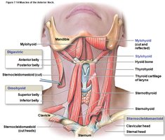 Muscles of the neck