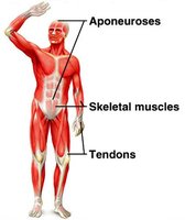 Tendons, aponeuroses, and skeletal muscles
