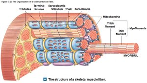 Structure of a skeletal muscle fiber
