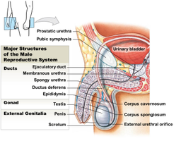 Major structures of the male reproductive system