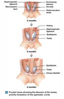Descent of the testes during development