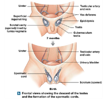 Descent of the testes and formation of spermatic cords