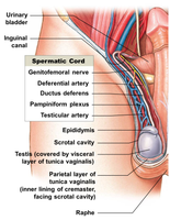 Anatomy of the spermatic cord