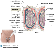 Transverse section of the scrotum and testes