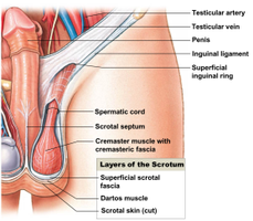 Layers of the scrotum