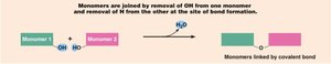 Dehydration synthesis reaction of carbohydrates