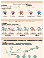 Structures of monosaccharides, disaccharides, and polysaccharides