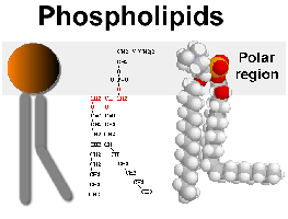 Phospholipid structure