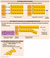 Structures of triglycerides, phospholipids, and steroids