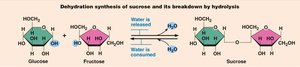 Dehydration synthesis and hydrolysis of sucrose