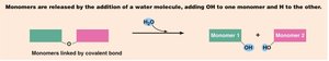 Hydrolysis reaction of carbohydrates