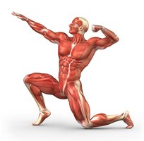 Human muscular system illustration