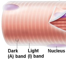 Close-up of muscle fiber bands