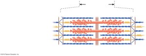 Sarcomere structure