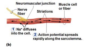Action potential spread in muscle cell