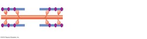 Sliding filament theory schematic