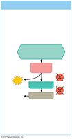 Anaerobic glycolysis pathway