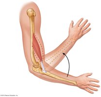Muscle attachments: origin and insertion