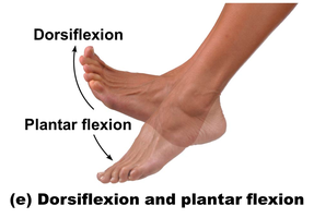 Dorsiflexion and plantar flexion
