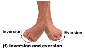 Inversion and eversion