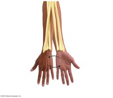 Supination and pronation