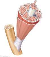 Connective tissue wrappings of skeletal muscle