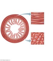Arrangement of smooth muscle layers