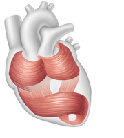 Cardiac muscle fibers in the heart