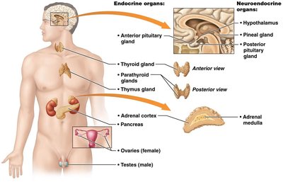 Major endocrine and neuroendocrine organs in the human body